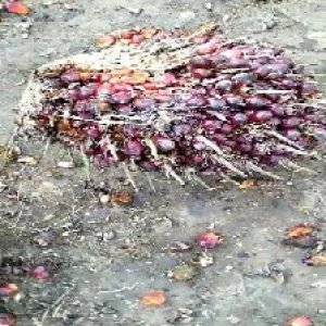 ripe_train (1083).jpg