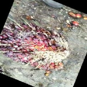 ripe_train (1084).jpg