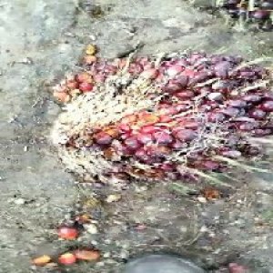 ripe_train (1085).jpg