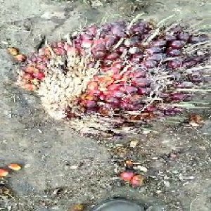 ripe_train (1086).jpg