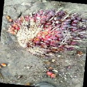 ripe_train (1087).jpg