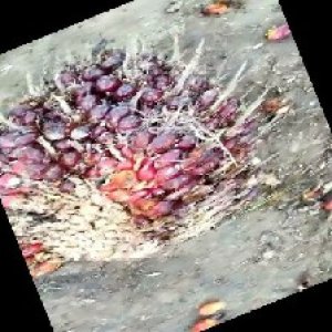 ripe_train (1089).jpg