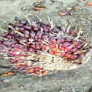 ripe_train (1092).jpg