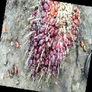 ripe_train (1095).jpg