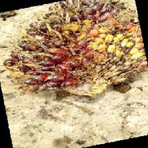 ripe_train (110).jpg