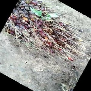 ripe_train (1100).jpg