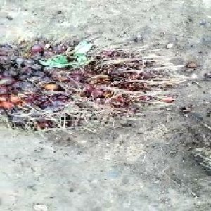 ripe_train (1104).jpg