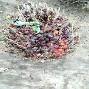 ripe_train (1106).jpg