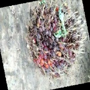 ripe_train (1107).jpg