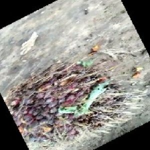 ripe_train (1109).jpg