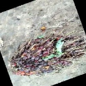 ripe_train (1111).jpg