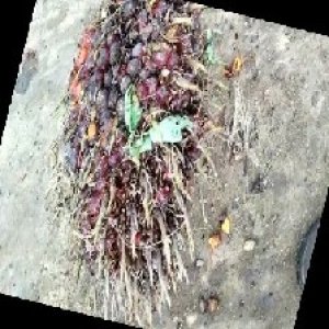 ripe_train (1113).jpg