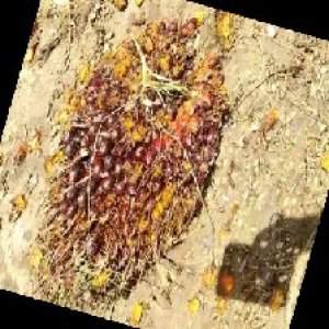 ripe_train (1115).jpg