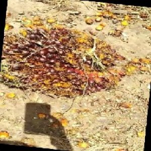 ripe_train (1116).jpg