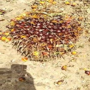 ripe_train (1119).jpg