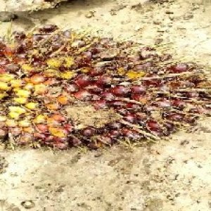 ripe_train (112).jpg