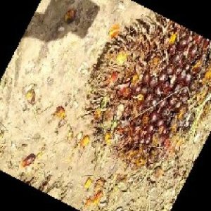 ripe_train (1120).jpg