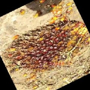 ripe_train (1122).jpg