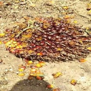 ripe_train (1125).jpg