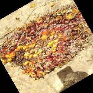 ripe_train (1126).jpg