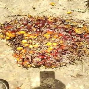 ripe_train (1127).jpg