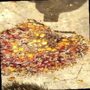 ripe_train (1129).jpg