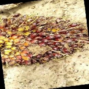 ripe_train (113).jpg