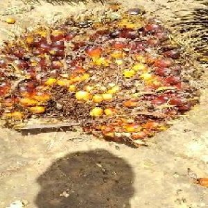 ripe_train (1131).jpg