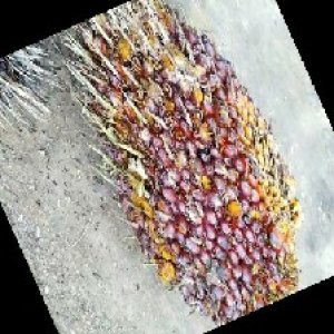 ripe_train (955).jpg