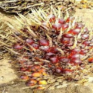 ripe_train (956).jpg