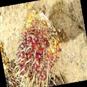 ripe_train (960).jpg