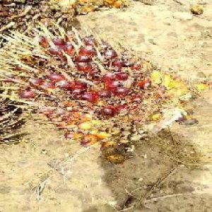 ripe_train (961).jpg