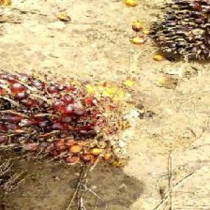 ripe_train (962).jpg