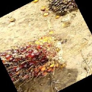 ripe_train (963).jpg