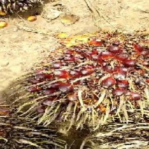 ripe_train (965).jpg