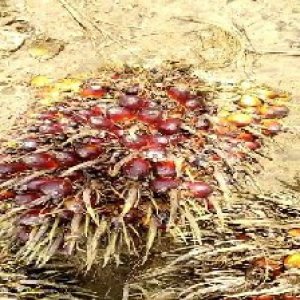 ripe_train (966).jpg