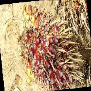 ripe_train (967).jpg