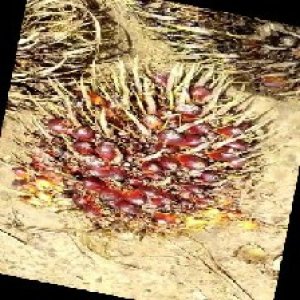 ripe_train (968).jpg