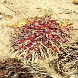 ripe_train (969).jpg