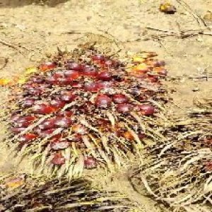 ripe_train (970).jpg