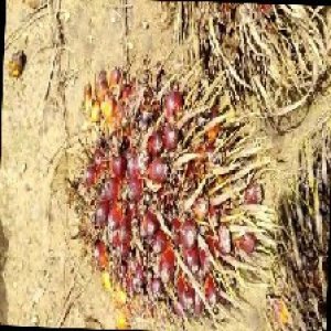 ripe_train (971).jpg