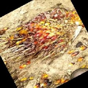 ripe_train (972).jpg