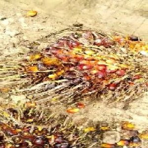 ripe_train (974).jpg