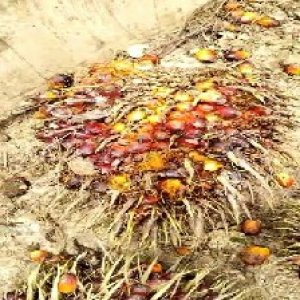 ripe_train (976).jpg