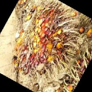 ripe_train (977).jpg