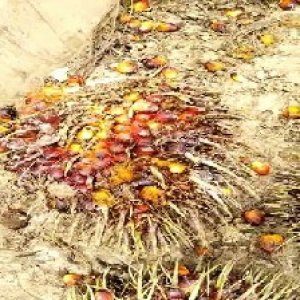 ripe_train (978).jpg