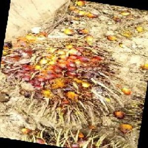 ripe_train (979).jpg