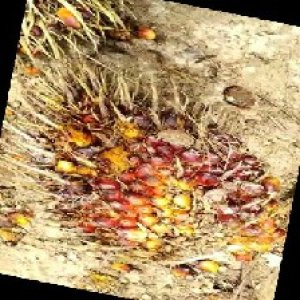 ripe_train (981).jpg