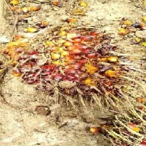 ripe_train (982).jpg