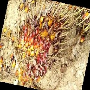 ripe_train (983).jpg